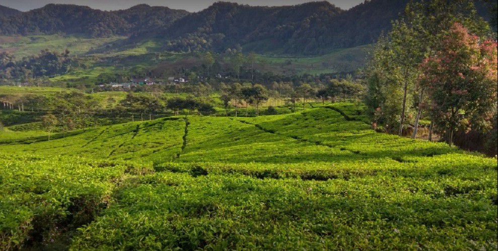 Destinasi Wisata Bogor - Kebun Teh Puncak Gunung Mas