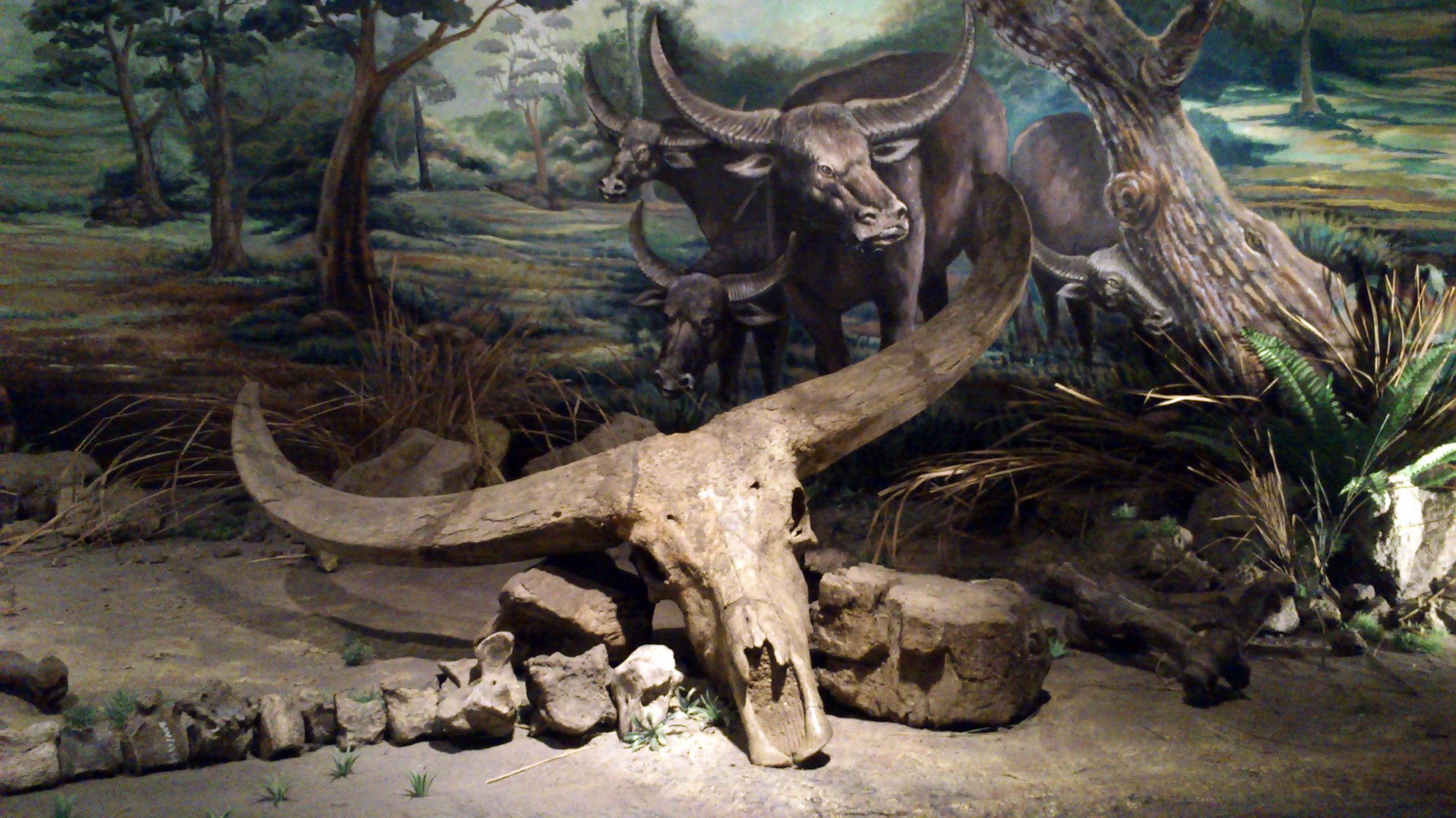 Wisata Sragen - Museum Fosil Sangiran