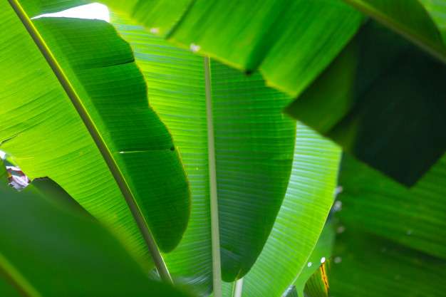 Manfaat Daun Pisang