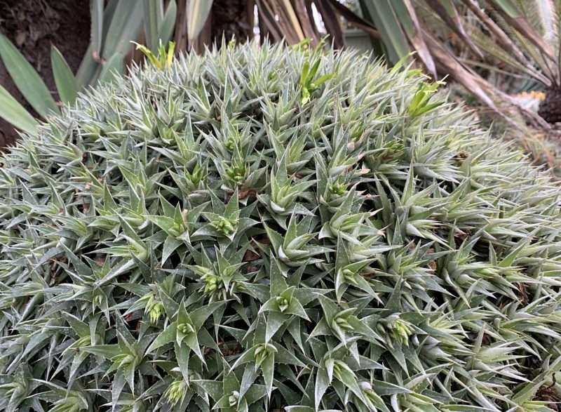 Jenis Tanaman Hias Outdoor Abromeitiella chlorantha