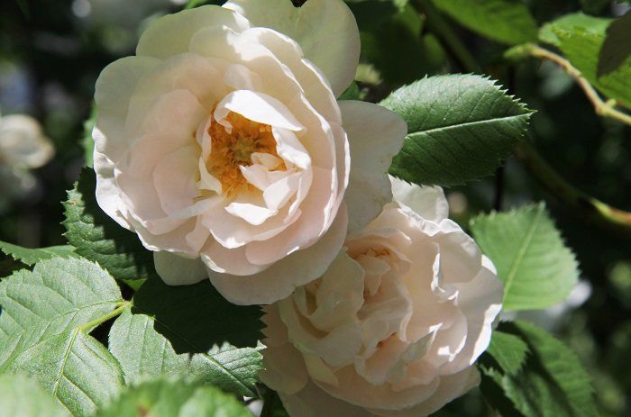 Jenis Bunga Mawar Alba