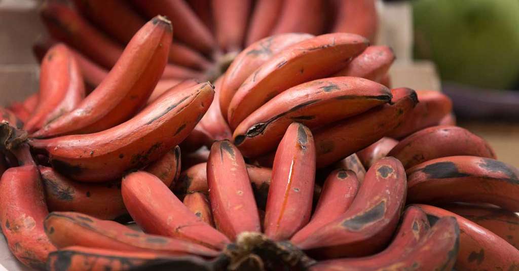 Pisang Merah