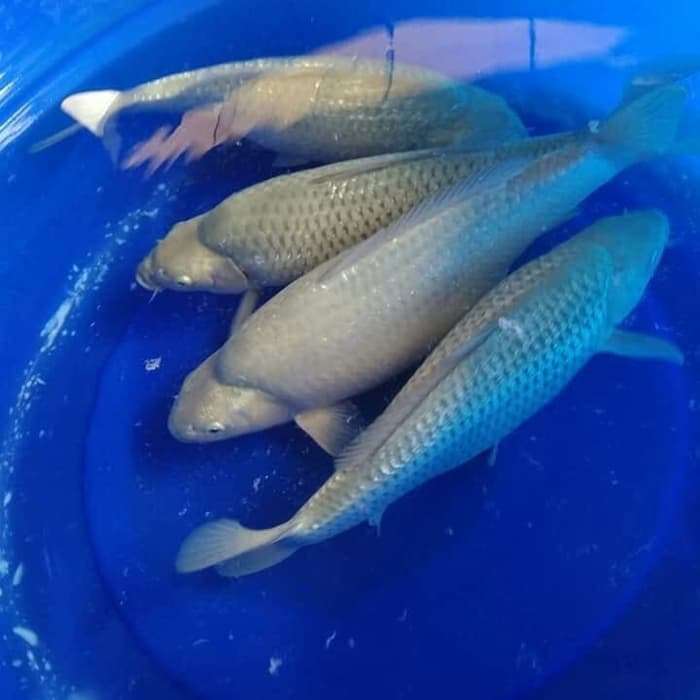 Ikan Koi Soragoi