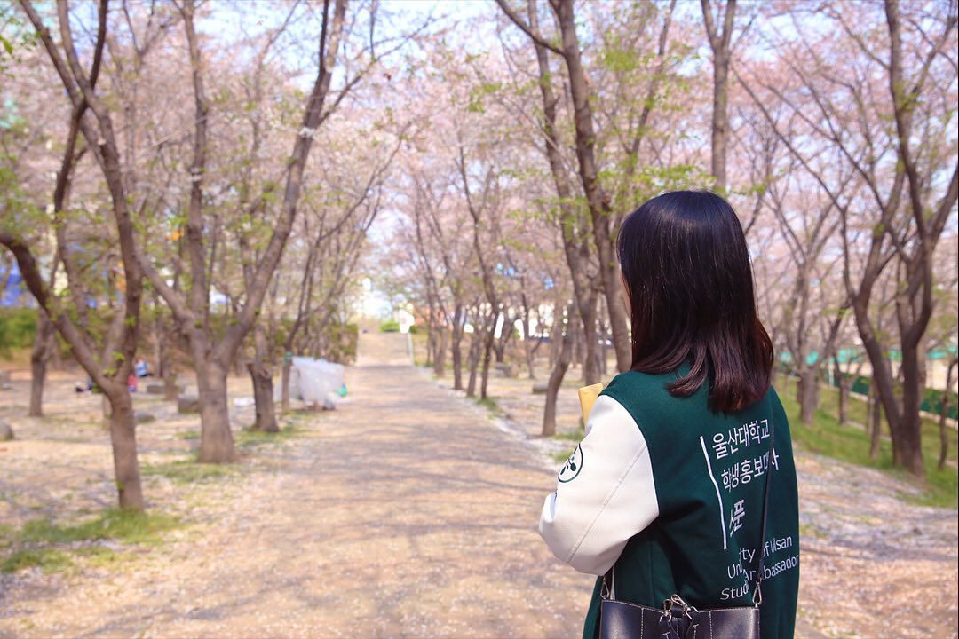 Cherry Blossom Ulsan University