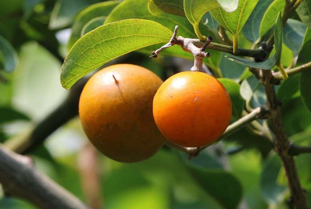 Buah Berbahaya di Dunia