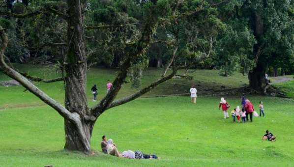 Taman Wisata Cibodas - Araucaria Avenue