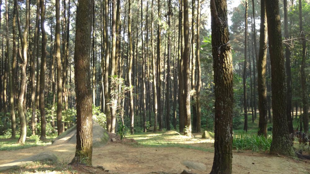 Hutan Pinus Gunung Pancar, Bogor