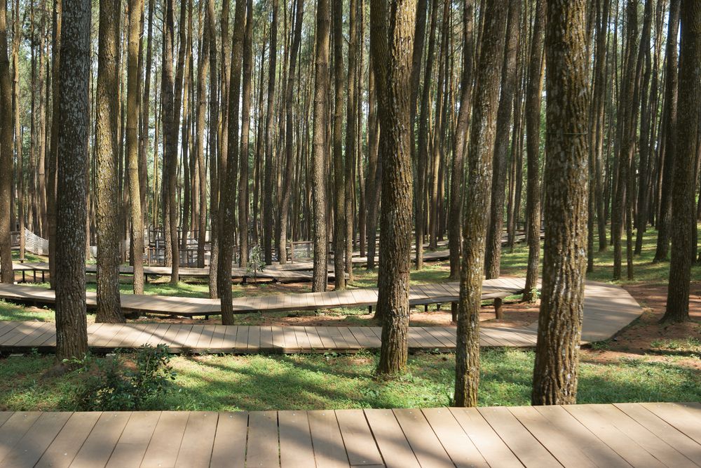 Hutan Pinus Mangunan, Yogyakarta