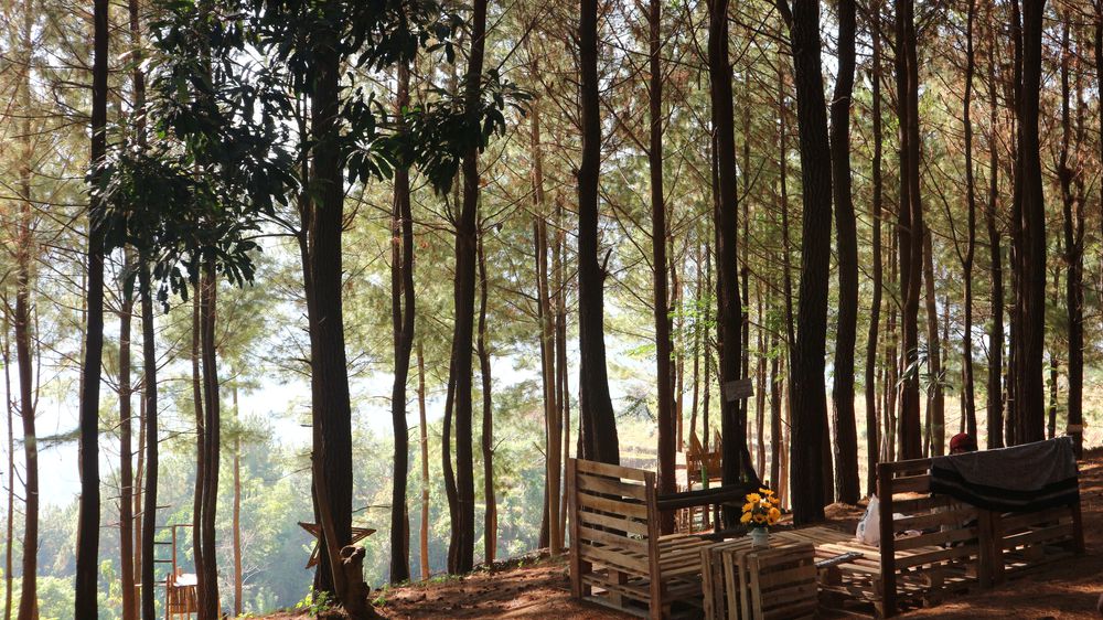 Hutan Pinus Malino, Gowa