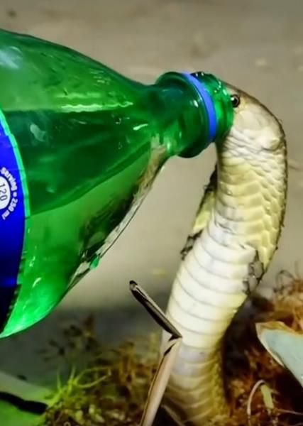 Viral Seekor Ular Kobra yang Haus Diberi Minum Sprite