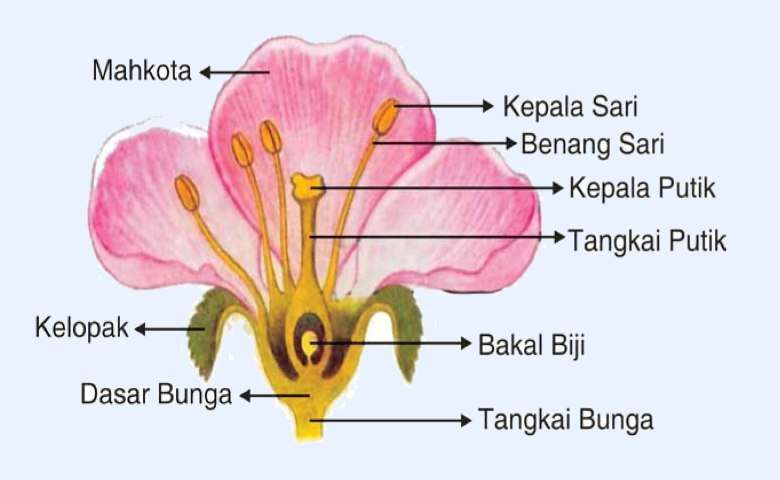 Alat Kelamin Jantan pada Bunga