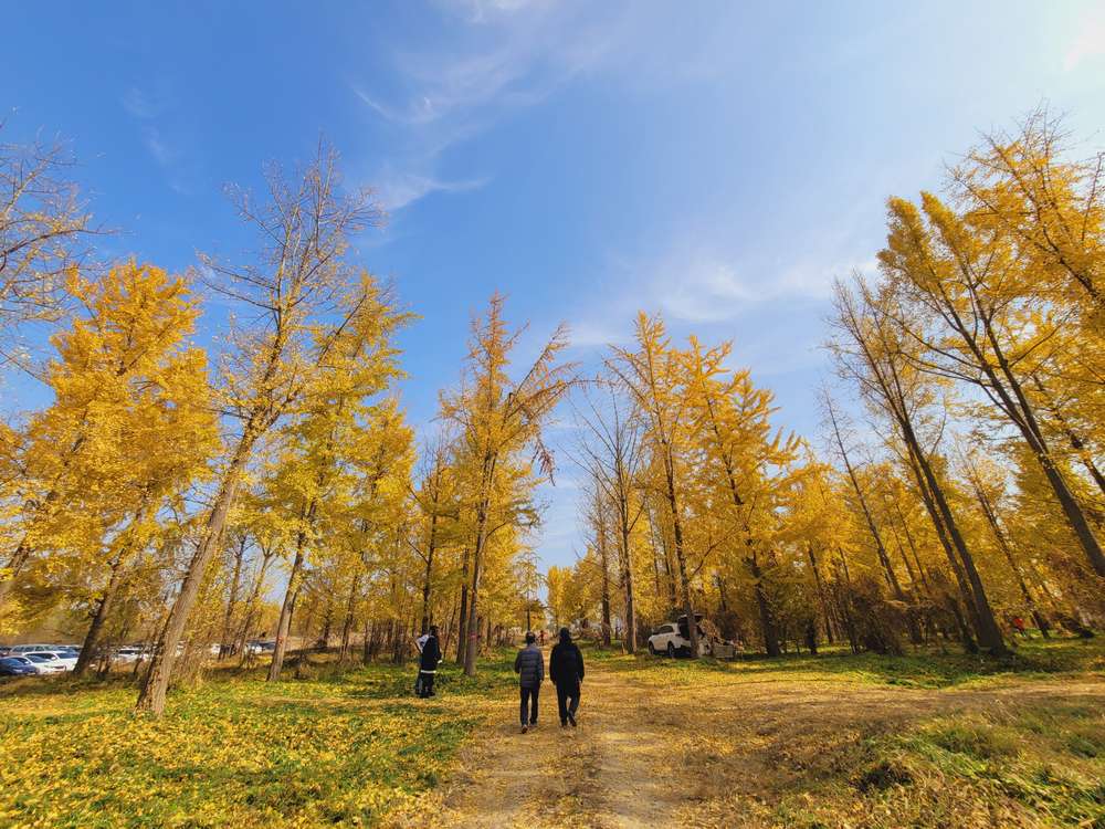 Ginkgo Grove di Hongcheon, Gangwon-do