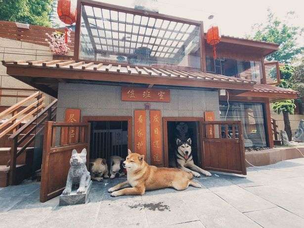 Potret Rumah Anjing Sultan