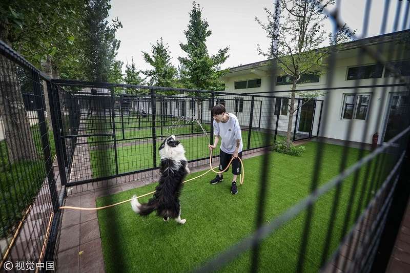 Potret Rumah Anjing Sultan