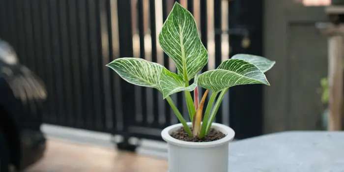 Tanaman Hias Pembersih Udara - Philodendron