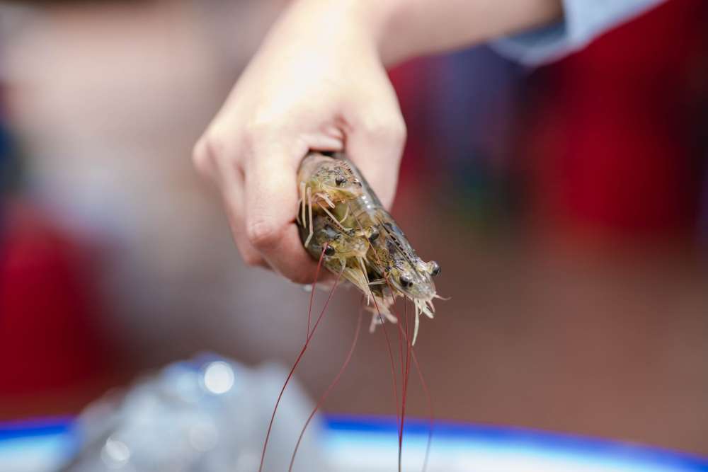 Cara Membersihkan Udang