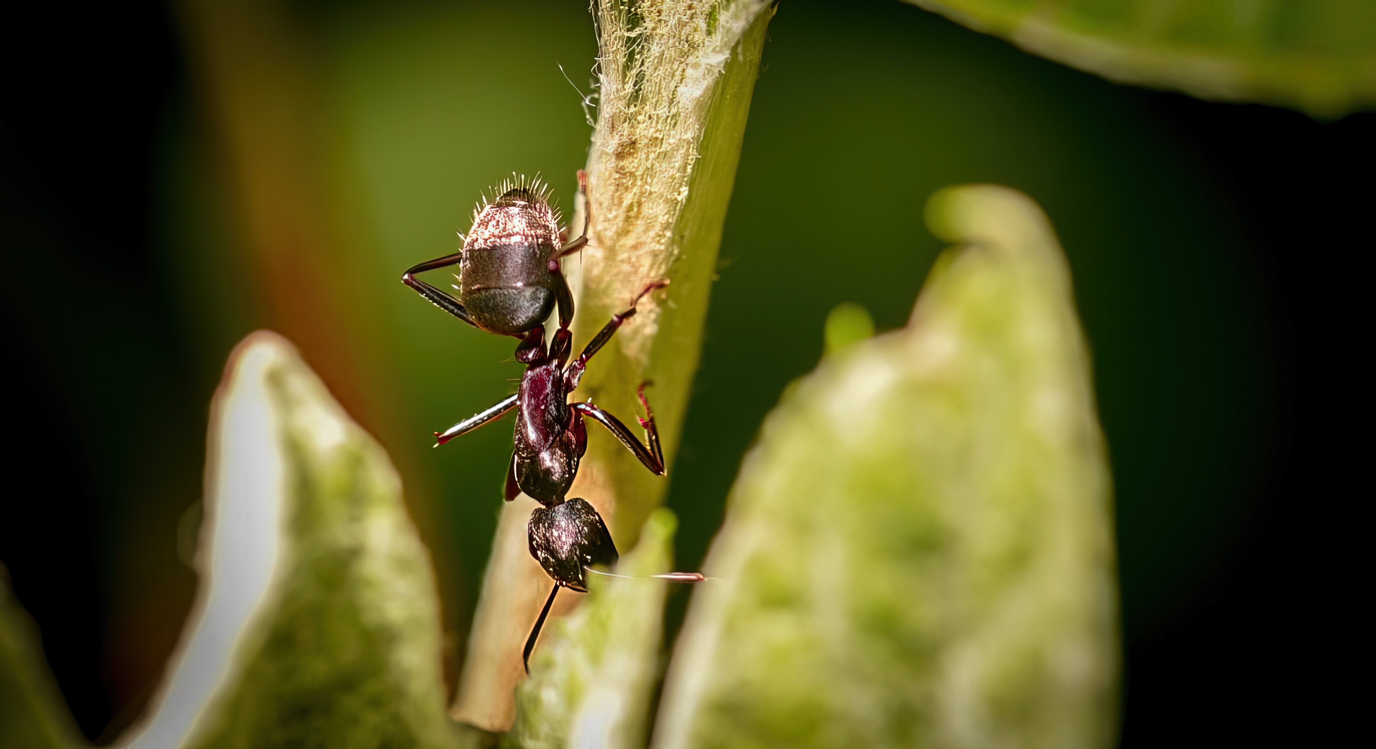 Cara Mengusir Semut di Meja Makan - Arahkan Semut ke Alam Bebas