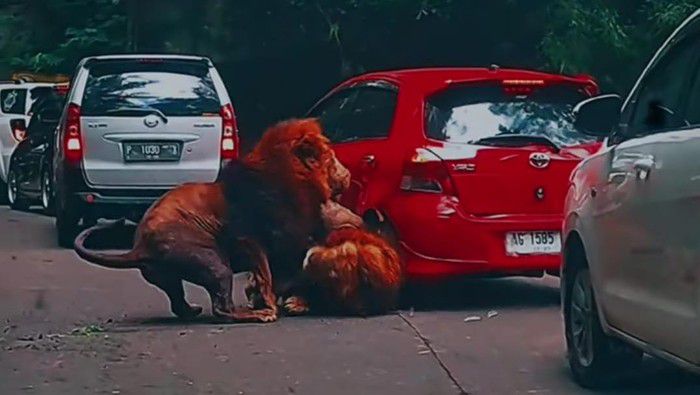 Mobil Pengunjung Rusak Ditabrak Singa di Taman Safari Prigen Pasuruan