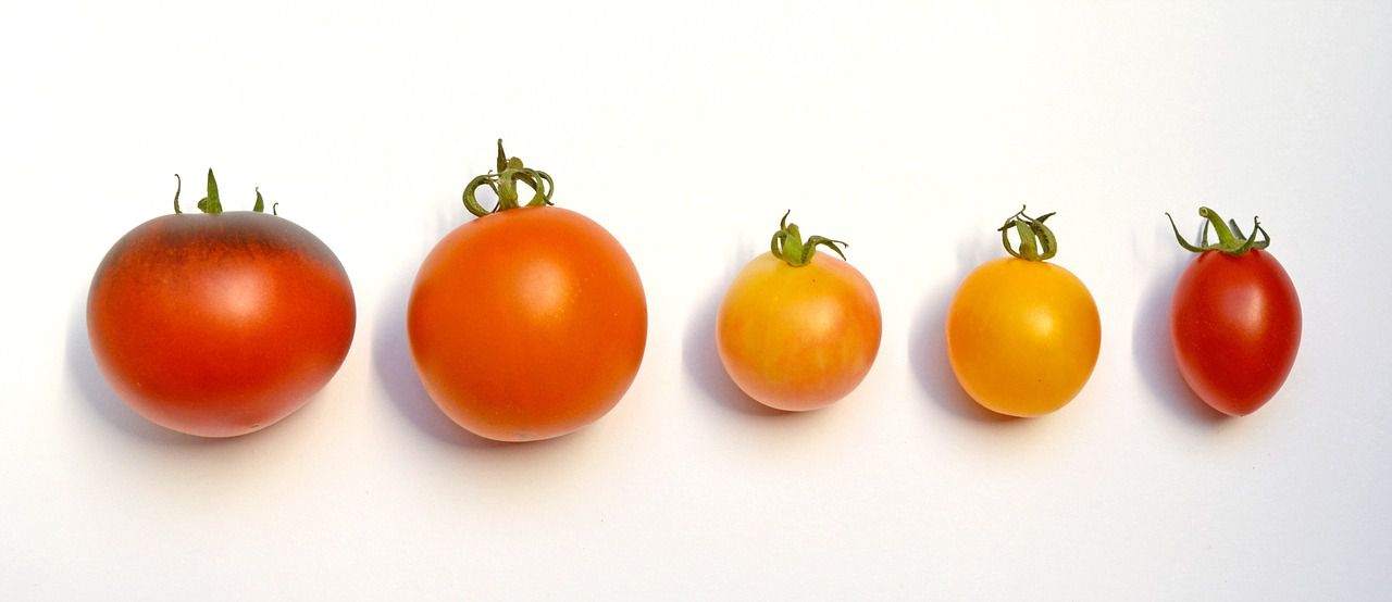 Cara Menyimpan Tomat Agar Tahan Lama