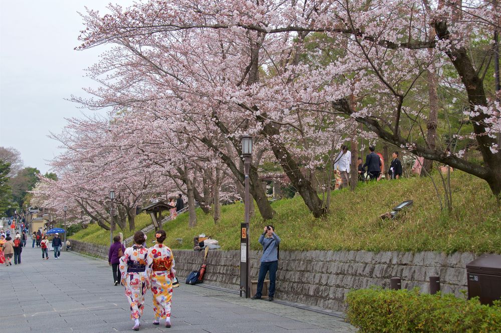 Festival Bunga Sakura Hirosaki