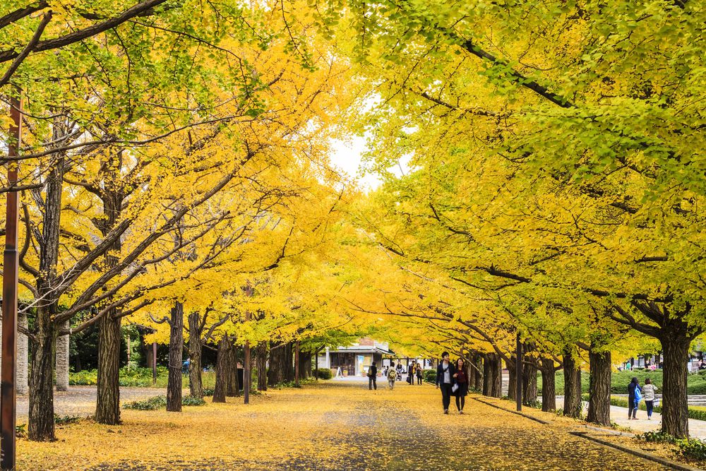 Pohon Emas di Taman Meiji Jingu