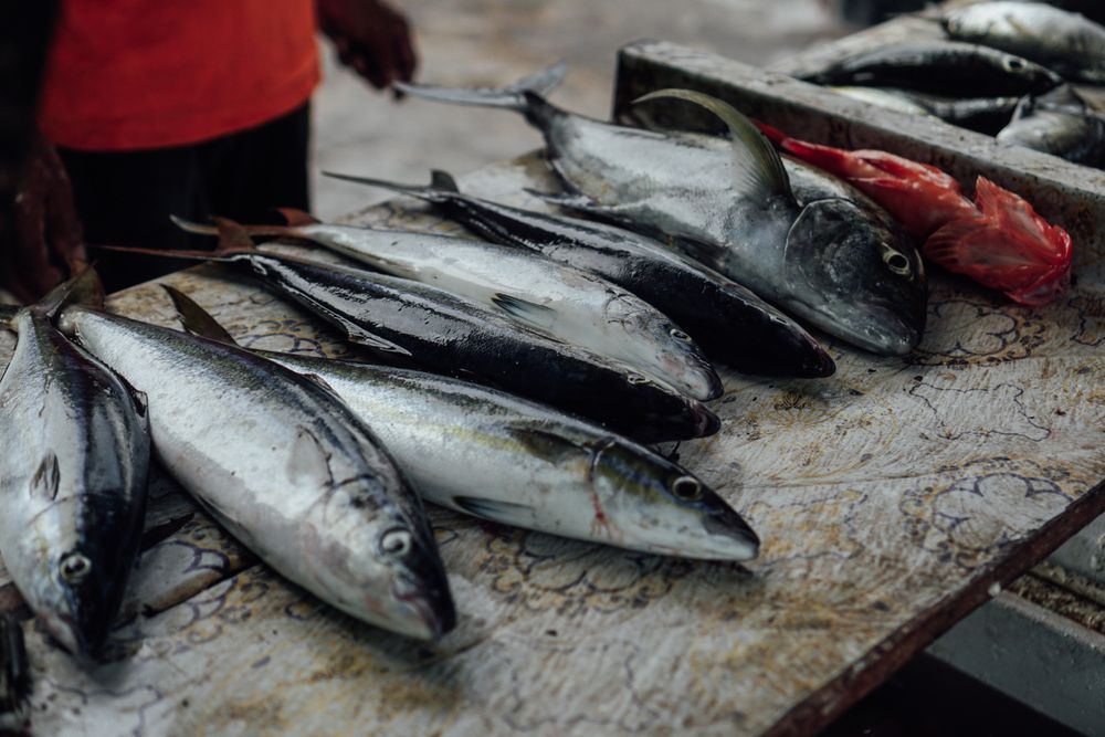 Sumber Daya Ikan di Maluku
