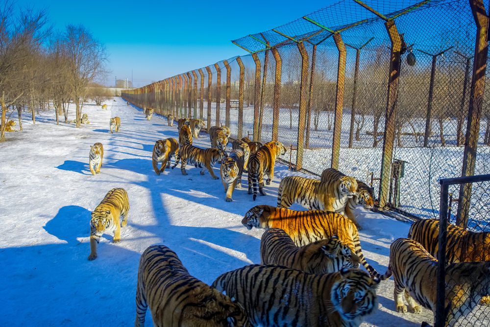 Harbin Siberian Tiger Park