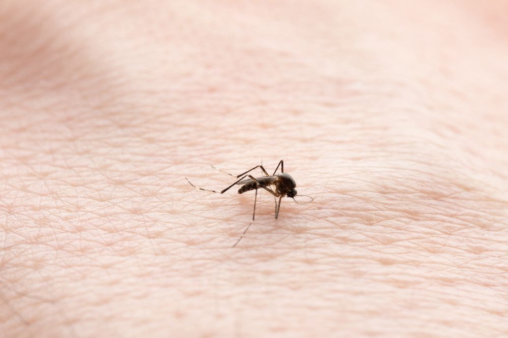 Anopheles penyakit penyebab malaria