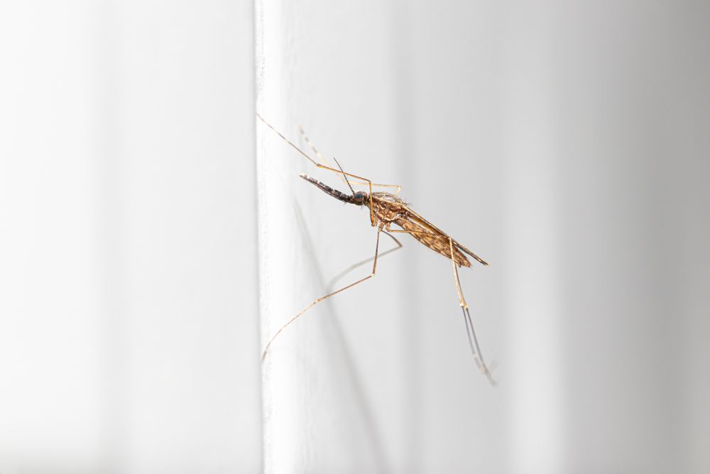 Anopheles penyakit penyebab malaria
