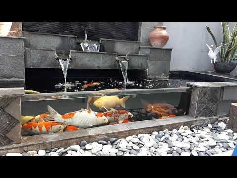 Kolam Ikan Koi Minimalis