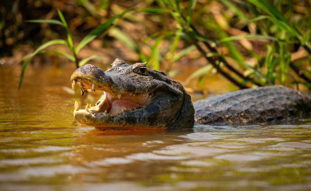 Cara Berkomunikasi dengan Buaya