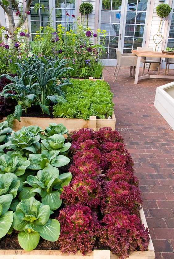 Ide Kreatif Membuat Kebun Sayur di Pekarangan Rumah