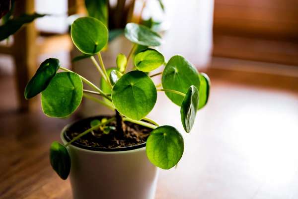 Fengshui Rumah Banyak Rezeki - Chinese Money Plant