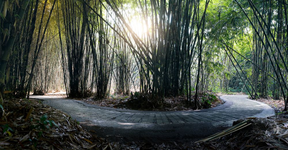 Hutan Bambu di Desa Penglipuran