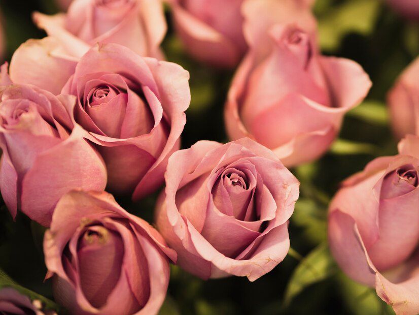 Kata-Kata Bijak Mutiara Tentang Bunga Mawar