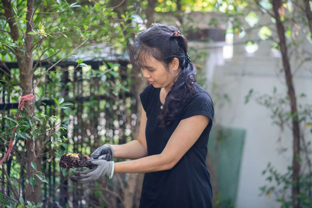 Manfaat Tanam Pohon Dekat Rumah