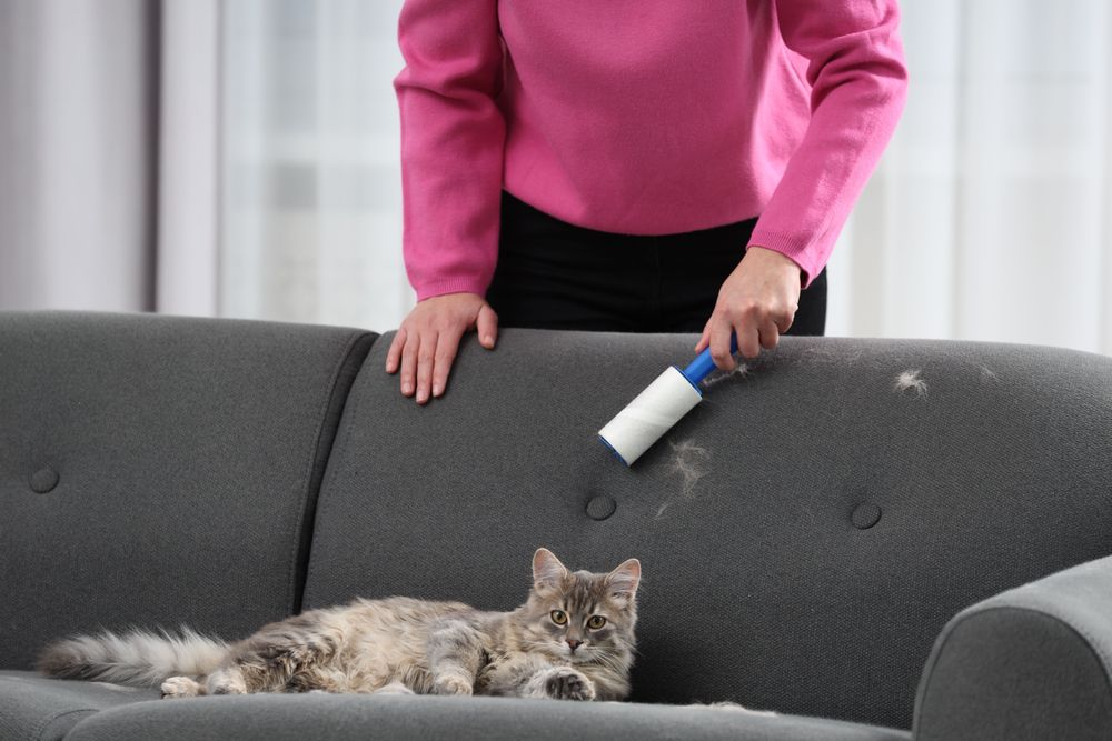 Cara Menghilangkan Bulu Kucing di Sofa
