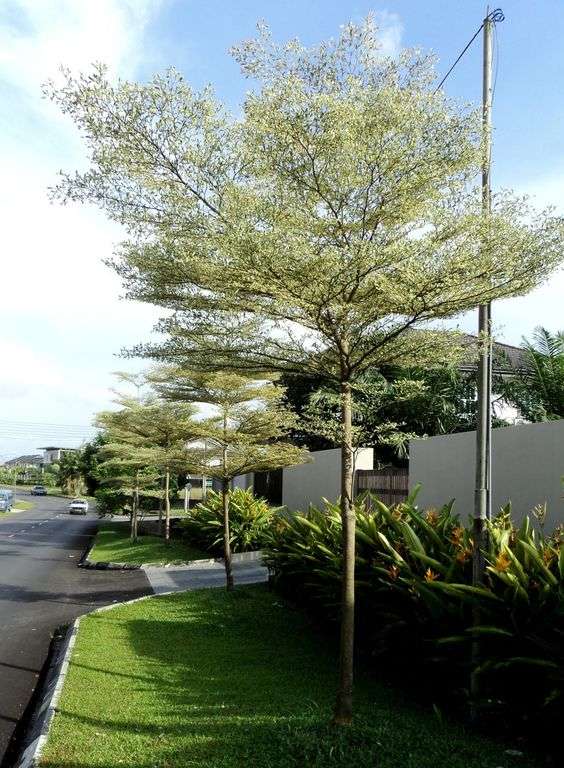 Pohon yang Bikin Rumah Jadi Teduh