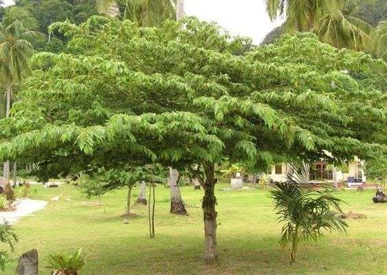 Pohon yang Bikin Rumah Jadi Teduh