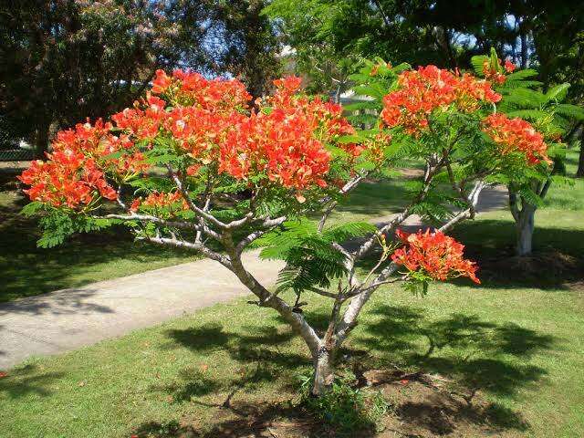 Iustrasi Pohon Flamboyan