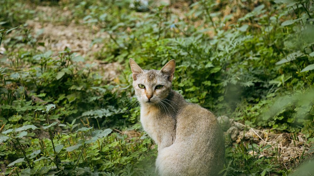 Kutu Putih