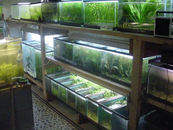 Cara Membersihkan Kerak pada Kaca Aquarium