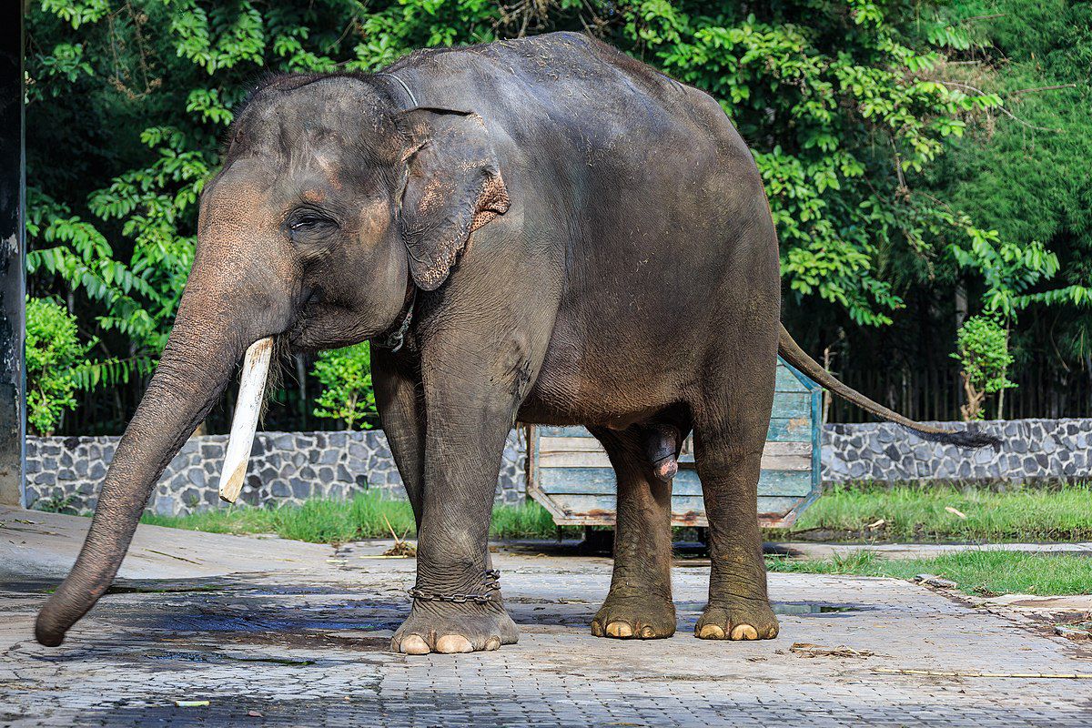 Gajah Sumatera