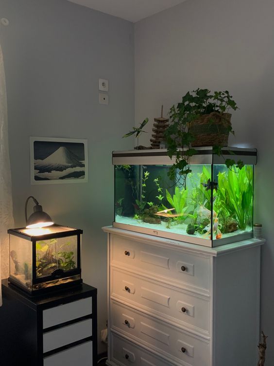 Desain Aquarium Mini di Kamar