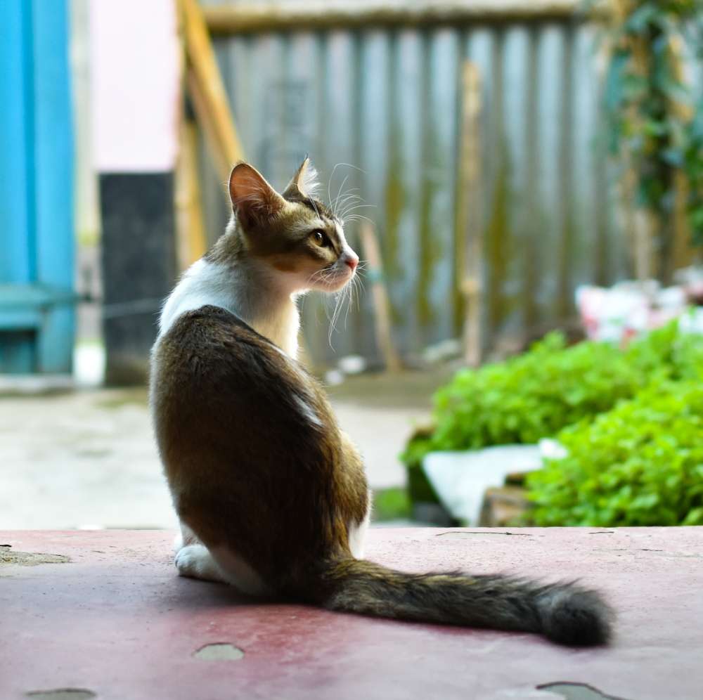 Cara Bikin Papan Garuk Kucing