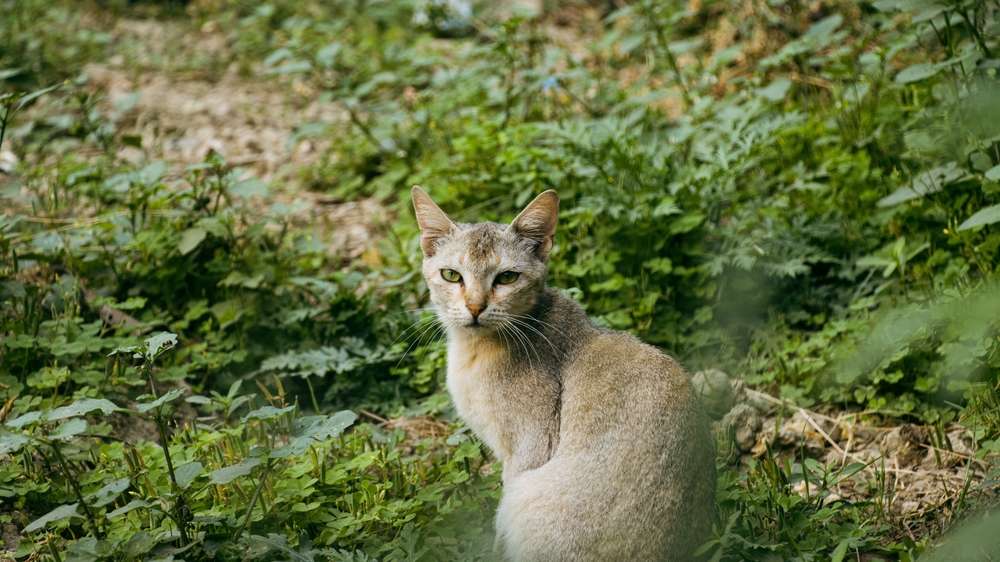 Cara Bikin Papan Garuk Kucing