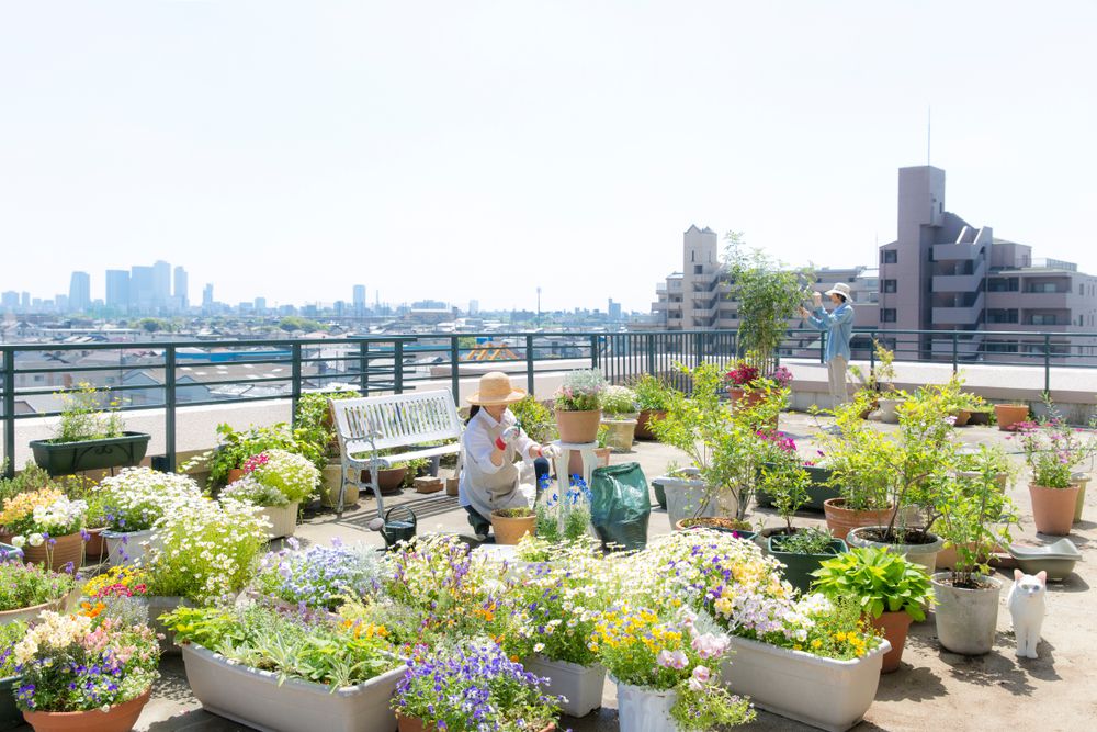 Tanaman yang Cocok di Rooftop