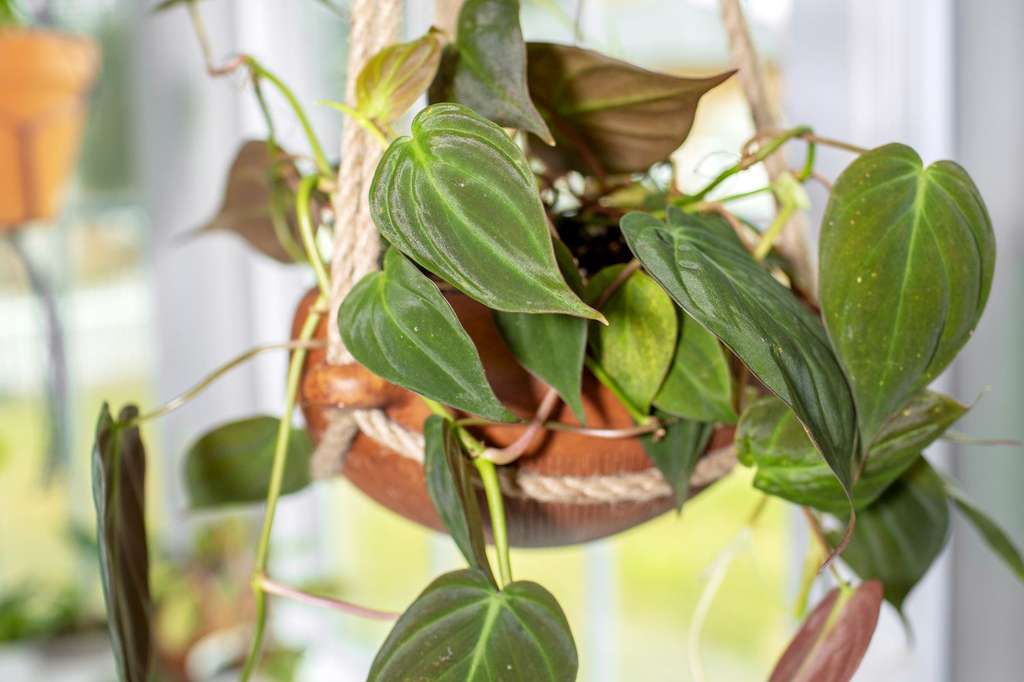 Philodendron Micans