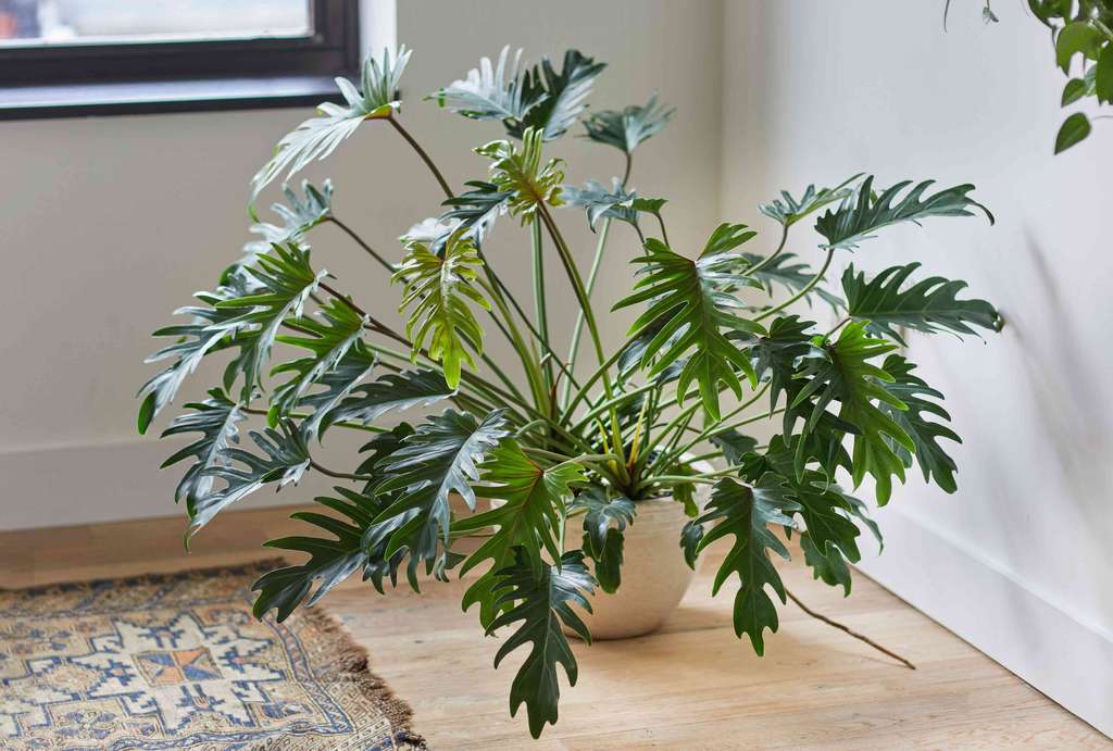 Philodendron Xanadu