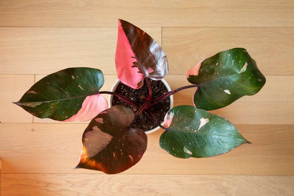 Philodendron Pink Princess